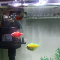 ماهی آکواریومی|ماهی|مشهد, امامیه (شهرک غرب)|دیوار