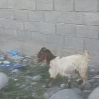 بز و کهره|حیوانات مزرعه|جیرفت, |دیوار