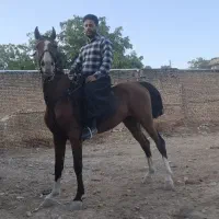 اسب دره شور