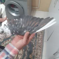 کفتر پرشی قاره دم سفید