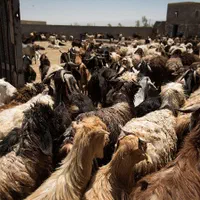 بزرگترین گوسفند فروشی برادران زارعی بدون واسطه|حیوانات مزرعه|مشهد, نوید|دیوار