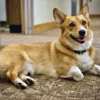 سگ پیدا شده