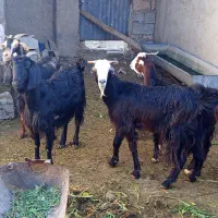 فروش بز|حیوانات مزرعه|داراب, |دیوار