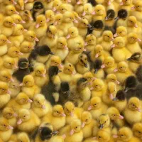 جوجه اردک پکنی یک روزه