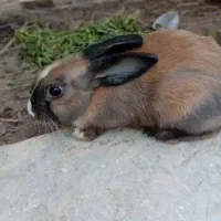 خرگوش|موش و خرگوش|کاشان, شریعتی|دیوار