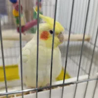 عروس هلندی سه ماهه