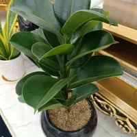 گل فیکوس ۱تومان