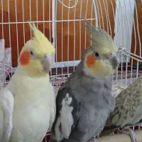 عروس هلندی