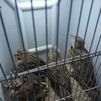 سهره خاکی|پرنده|رشت, کوی حسینی|دیوار