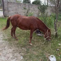 اسب دوسر خزر کاسپین|اسب و تجهیزات اسبسواری|فومن, |دیوار