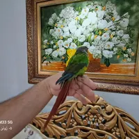 گرینچیک|پرنده|تهران, زینبیه|دیوار