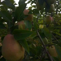گلابی درگز