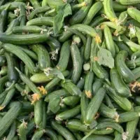 خیار محلی ارگانیک بدون هیچ کودی
