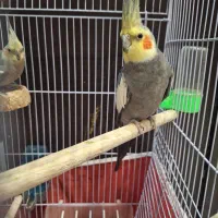 عروس هلندی جفت سخنگو