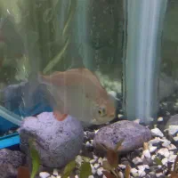 ماهی دالر|ماهی|خرم‌آباد, |دیوار