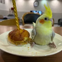 عروس هلندی یک جفت ۲ساله و۴بچه یازده ماهه