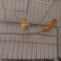 فروش قناری|پرنده|ابرکوه, |دیوار