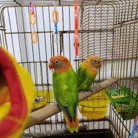 طوطی برزیلیه کوتوله