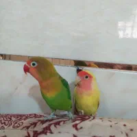 طوطی کوتوله برزیلی