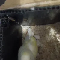 یک جفت نر و ماده طوطی برزیلی آلبینو|پرنده|ملایر, |دیوار