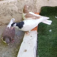 تابلو فرش کفتر|تابلو فرش|بیرجند, |دیوار