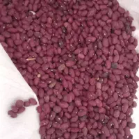 فروش لوبیا قرمز