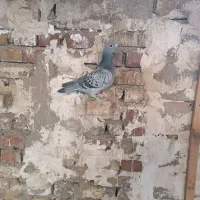 پرنده|پرنده|مسجد سلیمان, |دیوار