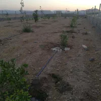 زمین کشاورزی مناسب برای گلخانه و باغ ویلا|فروش زمین و ملک کلنگی|اهواز, زیتون کارمندی|دیوار