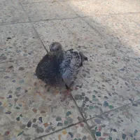 جوجه پلاکی جیر مسافتی