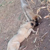 توله سگ ۷ماه|سگ|باروق, |دیوار