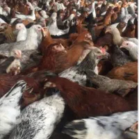 نیمه مرغ ۹۰۰ گرم ۱کیلویی