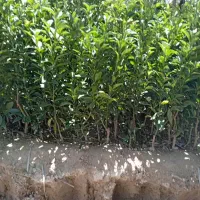 نهالستان حسینی|خدمات باغبانی و درختکاری|یاسوج, |دیوار