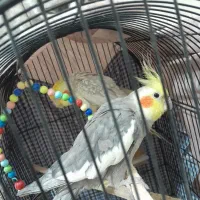 یک جفت عروس هلندی بالغ و تک سخنگو