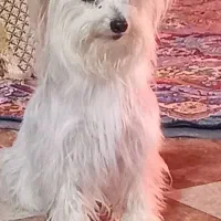 سگ پامر