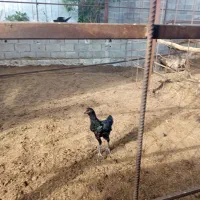 مرغ خروس لاری افغان