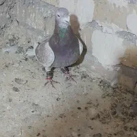 کفتر یا کبوتر