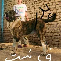 سگ درشت خراسانی 11ماهه|سگ|ساری, |دیوار