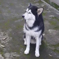 واگذاری هاسکی|سگ|املش, |دیوار