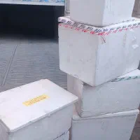 اکاسیو.اکاستیو .یخدان