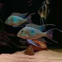 ماهی زینتی آکواریوم|ماهی|اهواز, کوی سعدی|دیوار