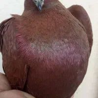 کفتر نر سرخ خونی،جوجه سرخ