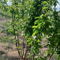 باغ فروش فوری سعداباد