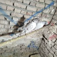 یک جفت کفتر گرگی پرشی|پرنده|صوفیان, |دیوار