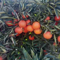 پرتقال،نارنگی درجه 1