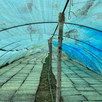 نیروی کار آقا