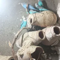 فروش مرغ عشق یکجا|پرنده|نگین شهر, |دیوار