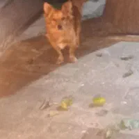 اشمیز پامرین