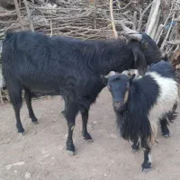 پازن و بز برای داشت|حیوانات مزرعه|دیشموک, |دیوار