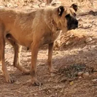 واگذاری سگ ماده سرابی قد ۸۰ سه ساله|سگ|اردبیل, |دیوار