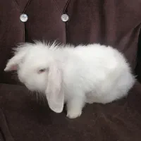 خرگوش لوپ نر چشم طوسی بسیار شیطون با قفس